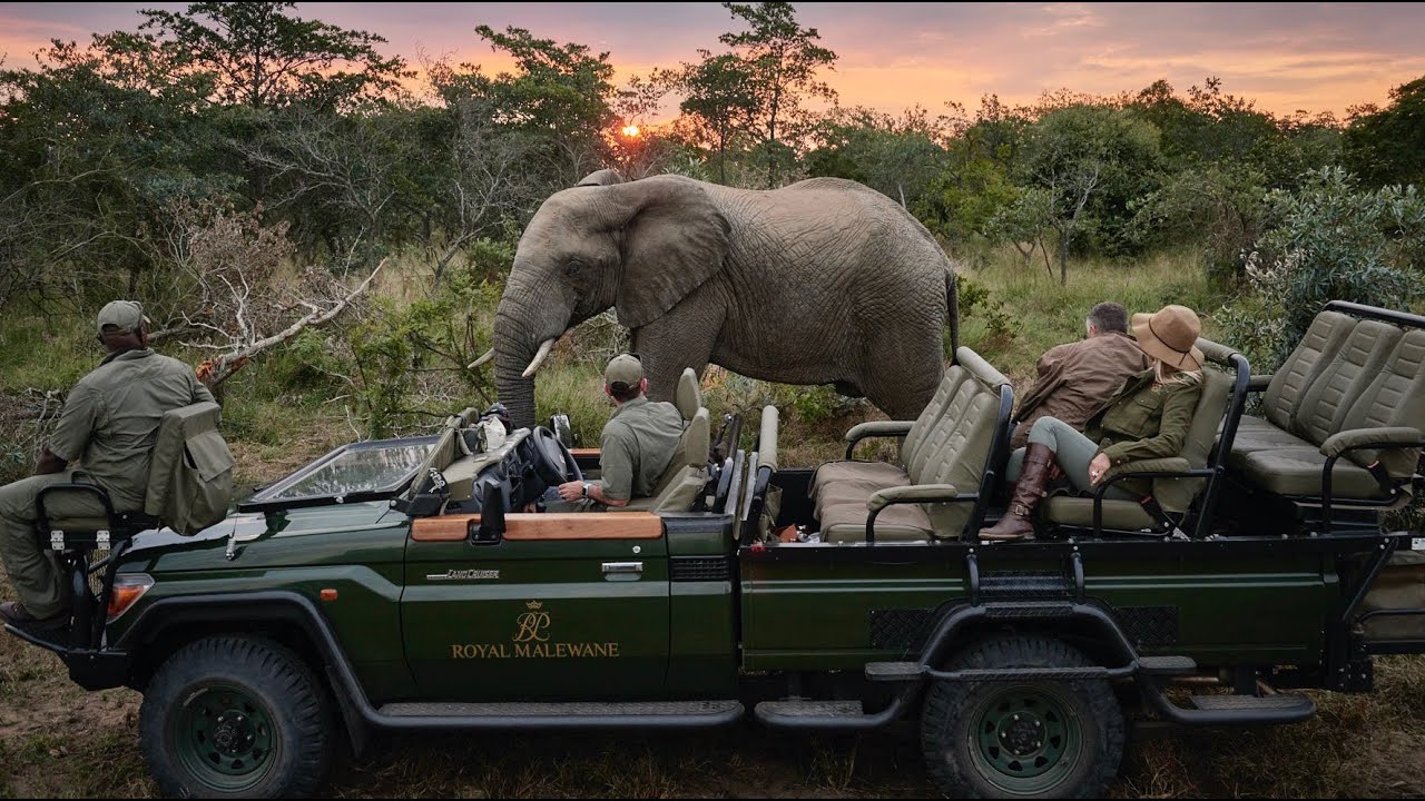 Royal Malewane | Luxury Safari Lodge