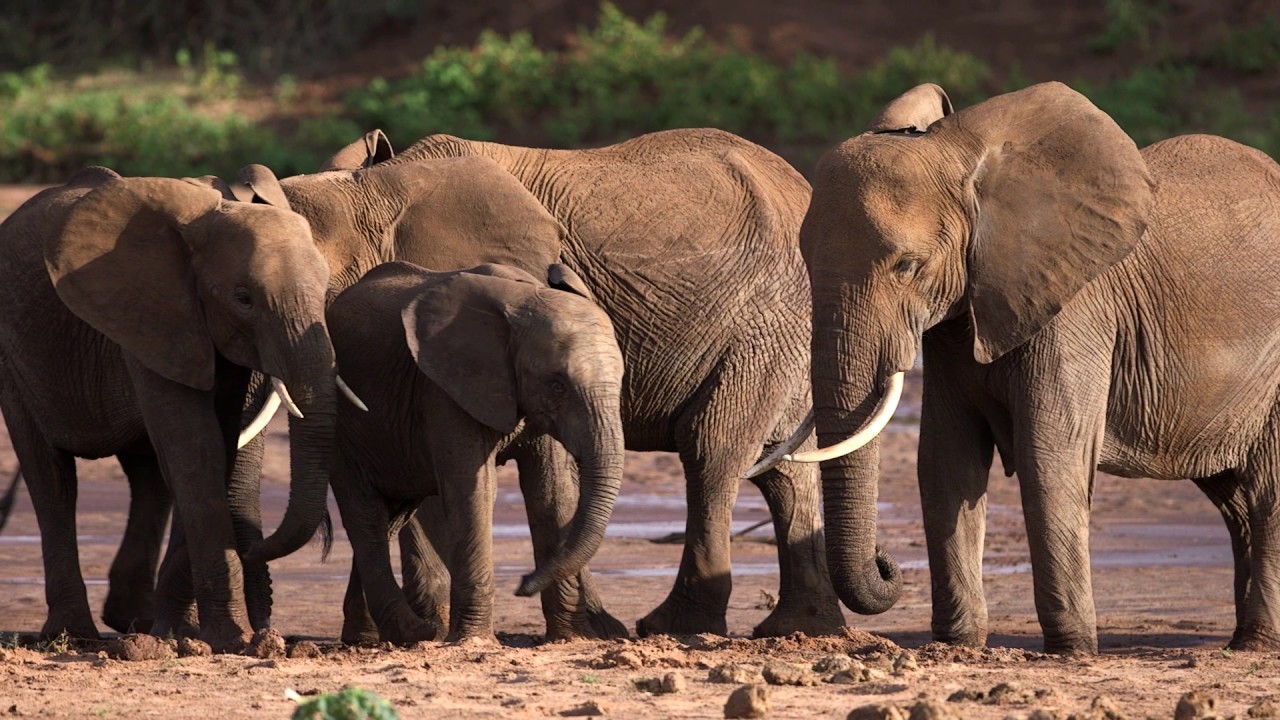 The Essence of a Saruni Safari