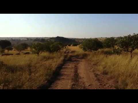 The wildebeest migration heading north - 9 August 2015