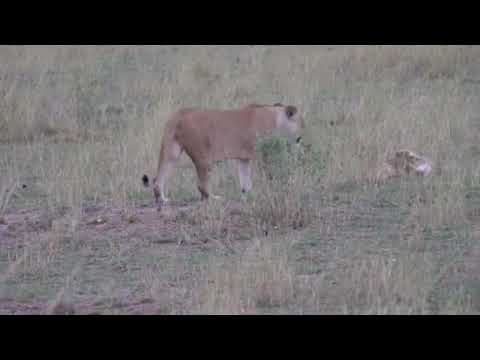 Latest #HerdTracker update: Lion cubs in the Serengeti