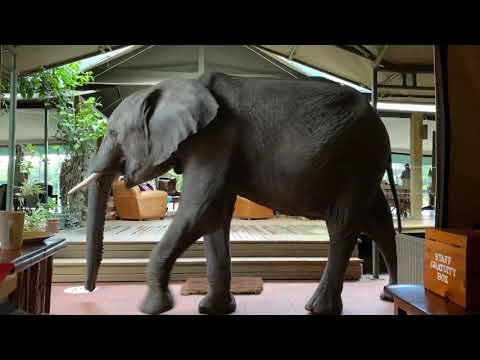 Elephant walks through Governors' Il Moran Camp