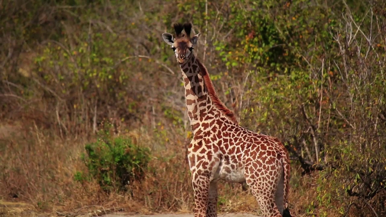 Nomad Tanzania's Kigelia Ruaha