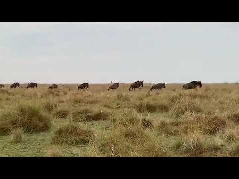 Great Wildebeest Migration heading towards the Masai Mara