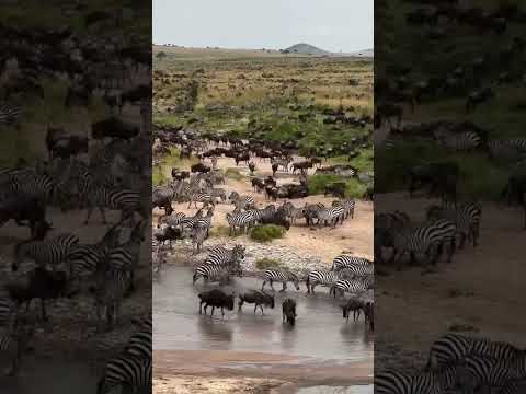 Wildebeest and Zebra cross the Sand River into the Masai Mara