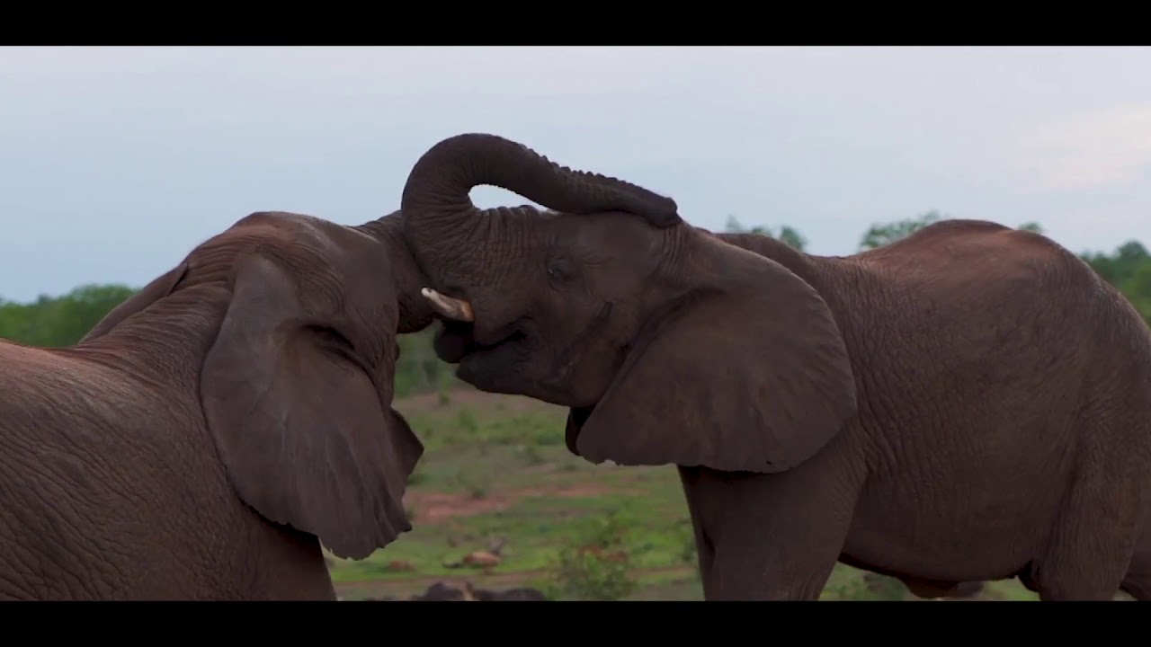 Cape Town, Whale Coast and Victoria Falls Tour