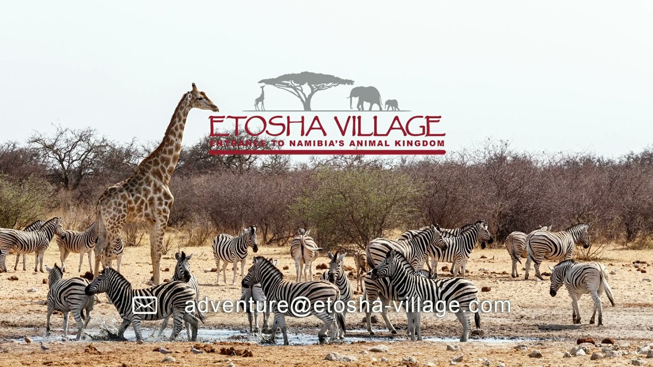 Etosha Village, Namibia | Activities: Game Drives to Etosha