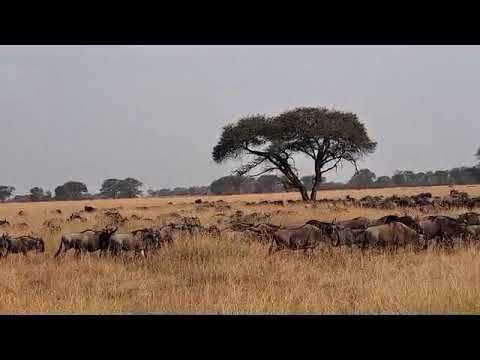 Large herd gathering at Makutano