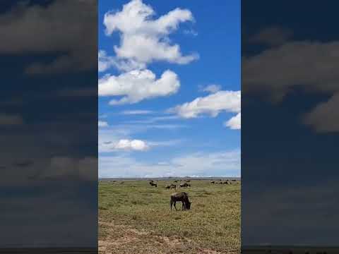 Wildebeest herd spotted moving from Oldupai Gorge towards Utafiti in Tanzania