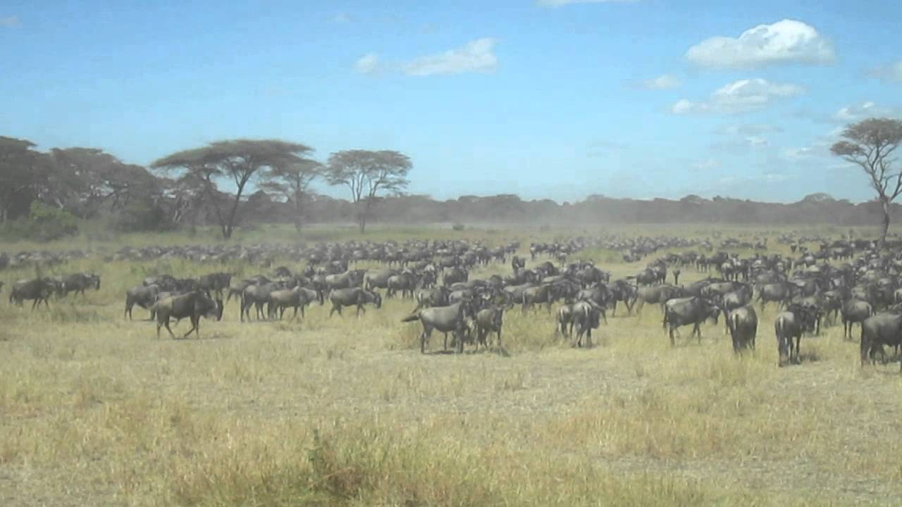 HerdTracker Africa Migration update Grumeti River 7 July 2015 Asilia Africa's Ubuntu Camp