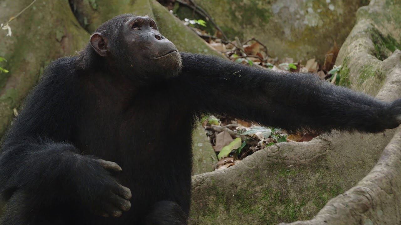 Volcanoes Safaris "Protecting The Lost Chimpanzees of the Kyambura Gorge" - extended