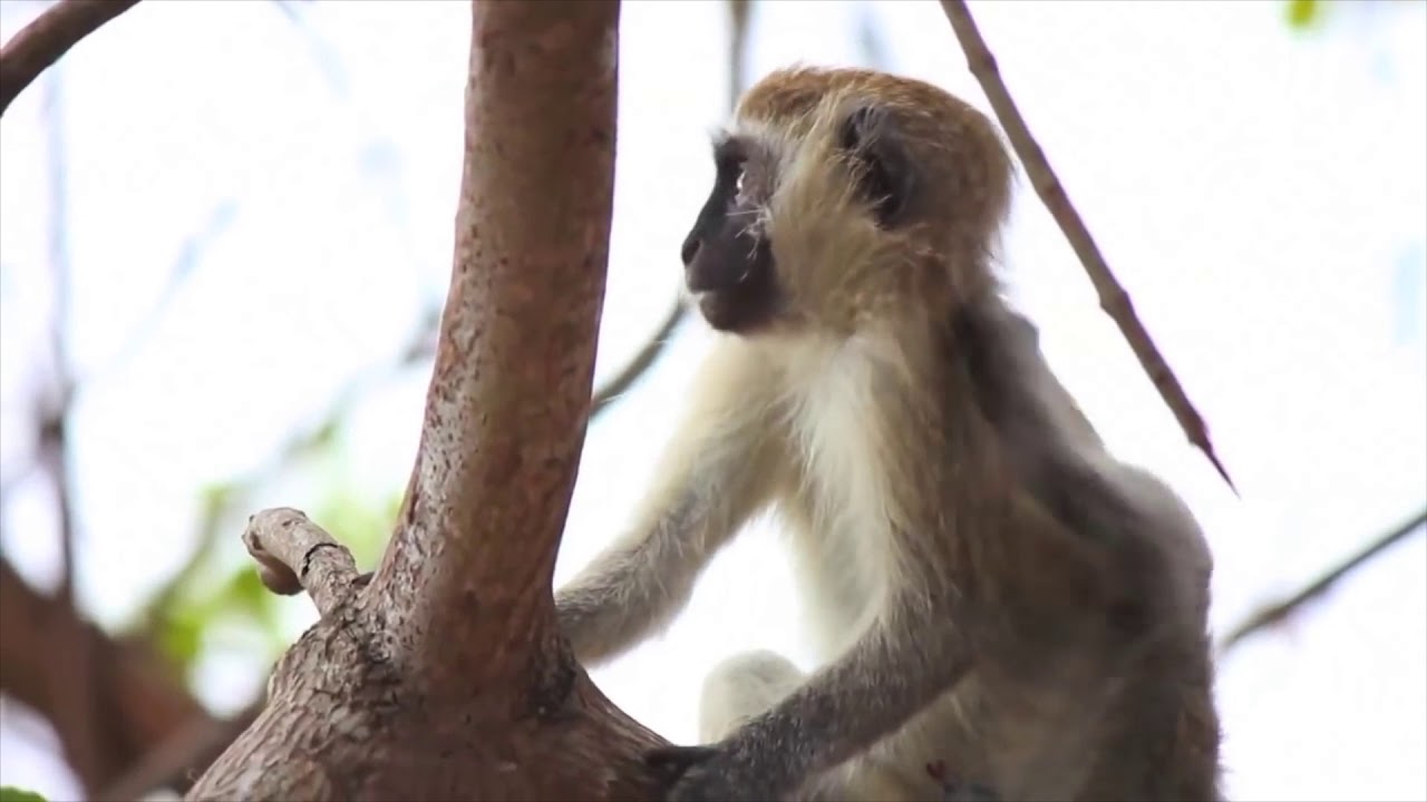 Secret Selous Game Reserve Sojourn