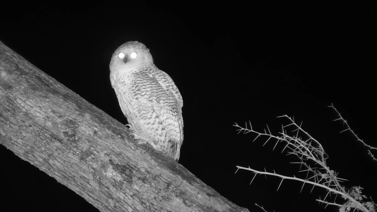 Facinating Call of the Pel's Fishing Owl | Ranger Insights