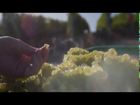 Delaire Graff Estate harvest 2020