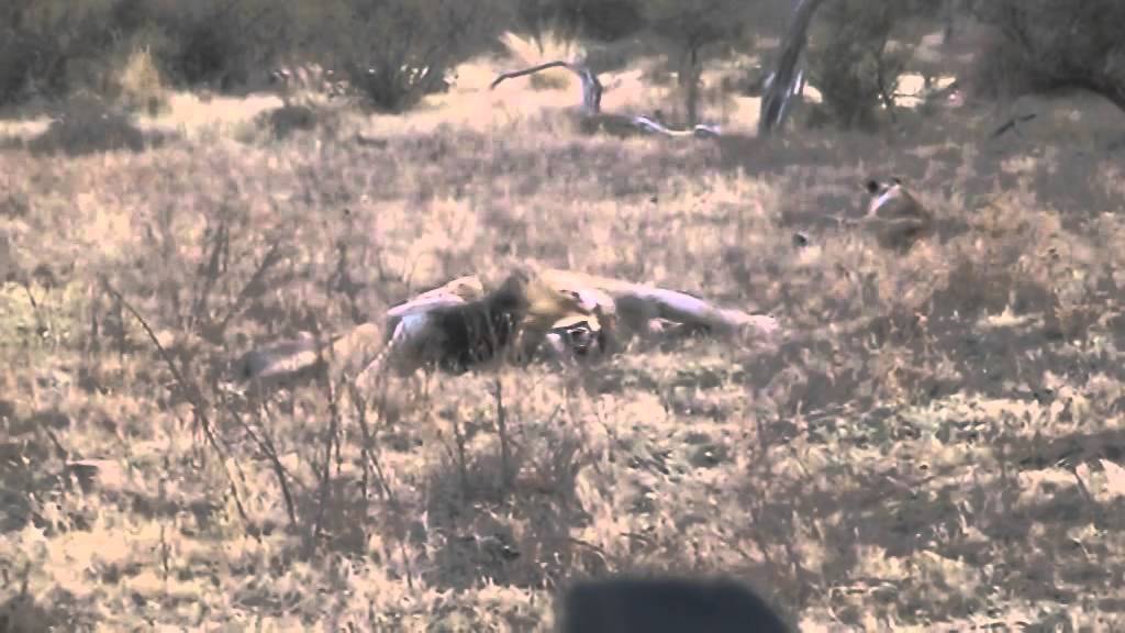 Two male lions greet and groom one another at Marataba