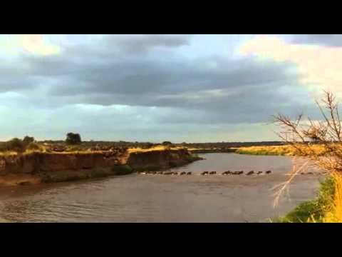 Wildebeest herds make the big jump into the Mara River - 7 August 2015
