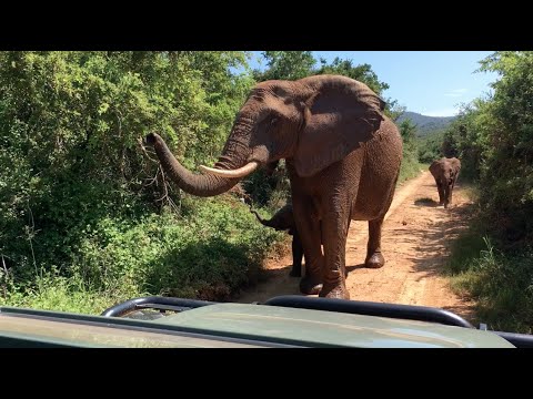 Elephants of Pumba Private Game Reserve