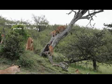 Lion cubs climbing tree in Ol Kinyei