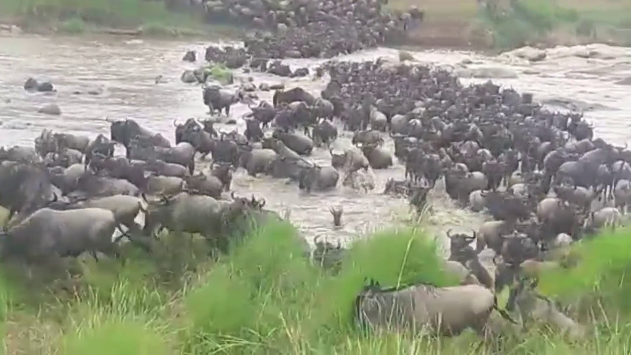 Huge crossing during his morning game drives in the Olakira Hippo Pool