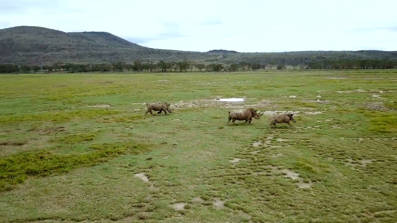 Aerial view of wild Rhinos in Lake Nakuru national park, Kenya