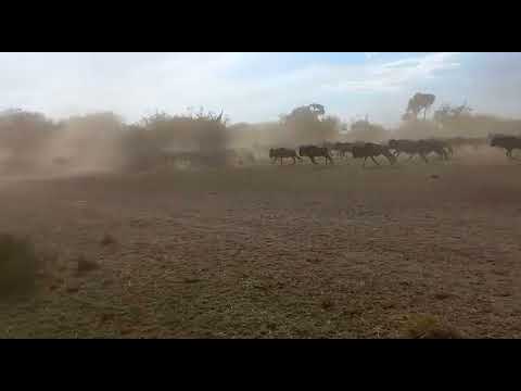 #HerdtrackerUpdate: 20 August 2021 Part 2.