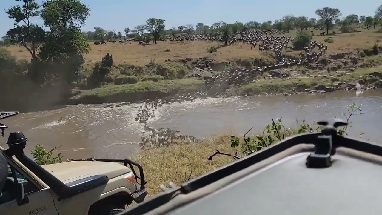 Megaherd crossing over the Mara river at no 0!