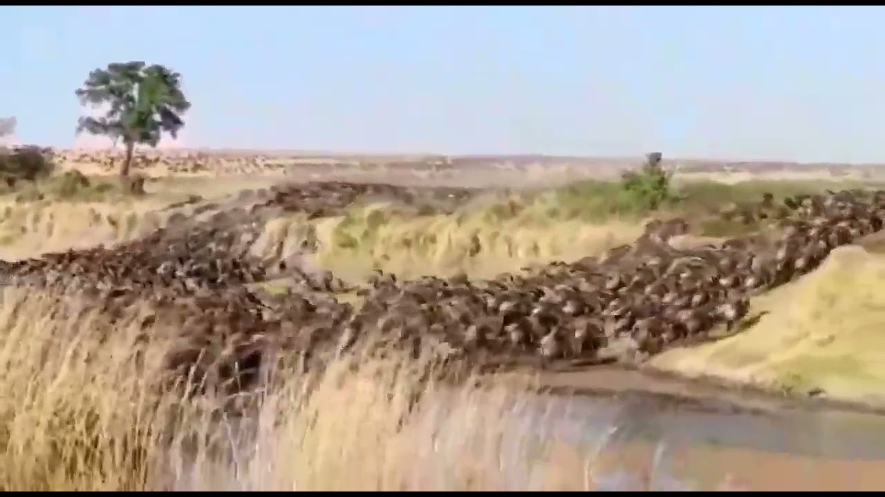 Large Herds of Wildebeest streaming in from the South
