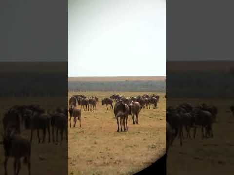 Loita Migration heading towards the Maasai Mara National Reserve
