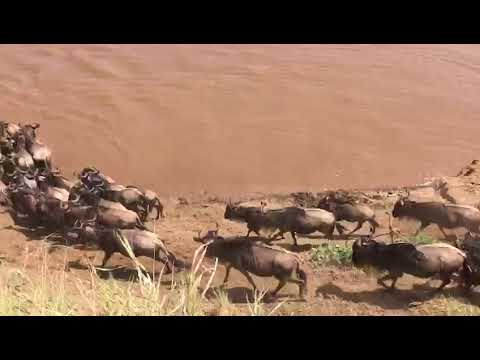 Huge crossing at point number 5 in the Mara River