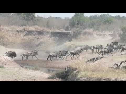 Herdtracker #Update 2 : Herds seen at crossing number 4 next to the Kogatende Airstrip!