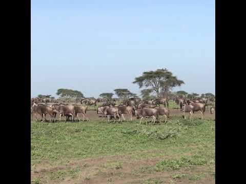 Migratory herds scattered throughout the Ngorongoro