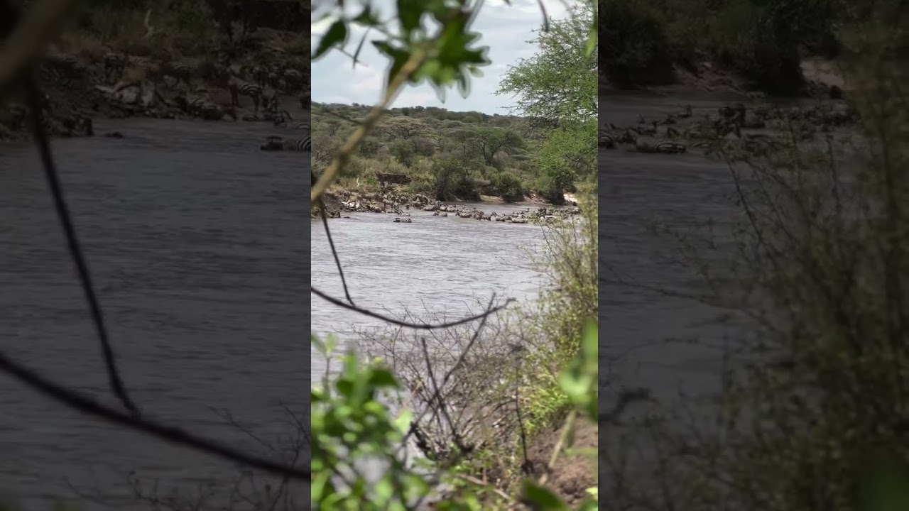 Wildebeest and zebras spotted crossing the Orangi River