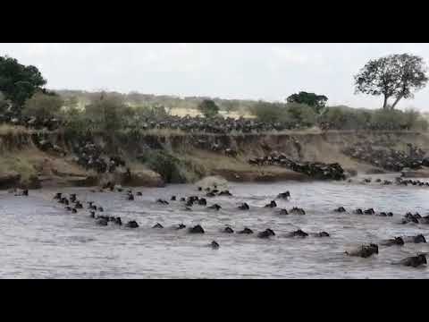 Massive Crossing of Wildebeest in the Serengeti National Park