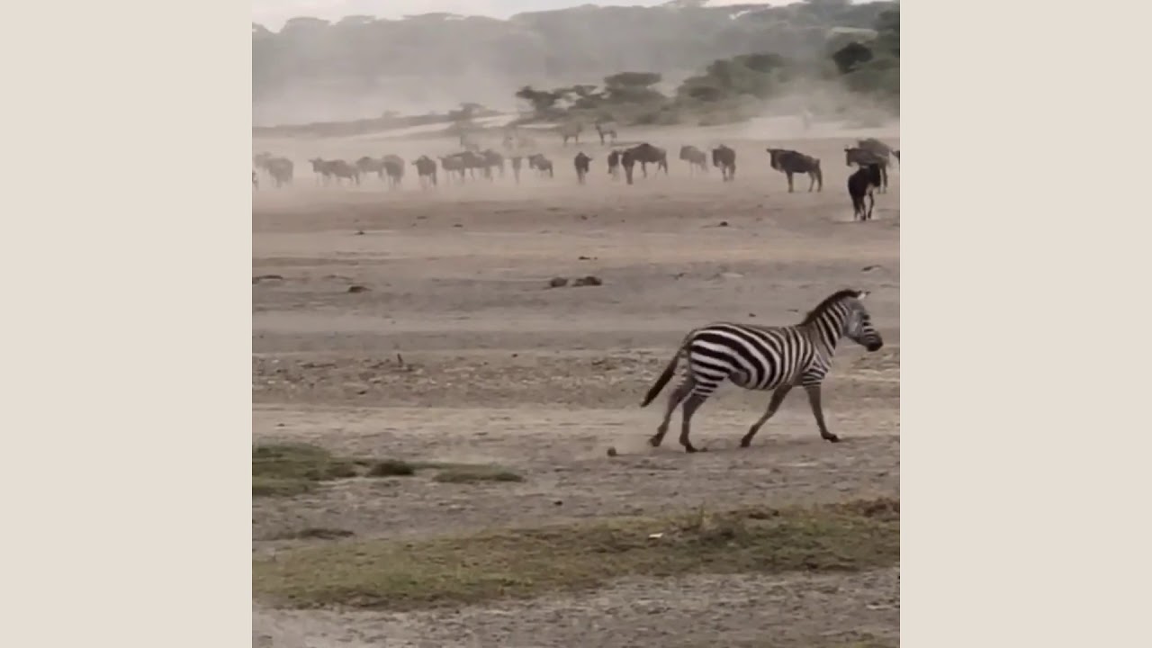 Zebra and wildebeest in the Ngorongoro Conservation Area