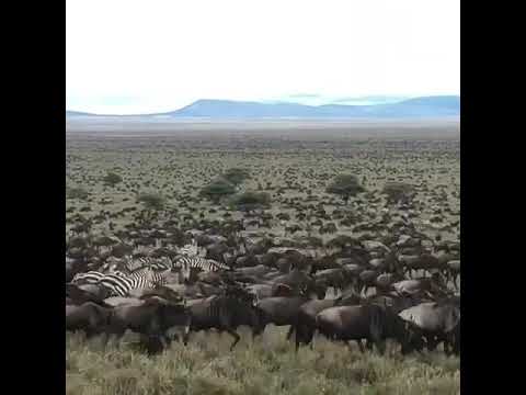 Latest #HerdTracker update: Great migration on the move following the heavy rains