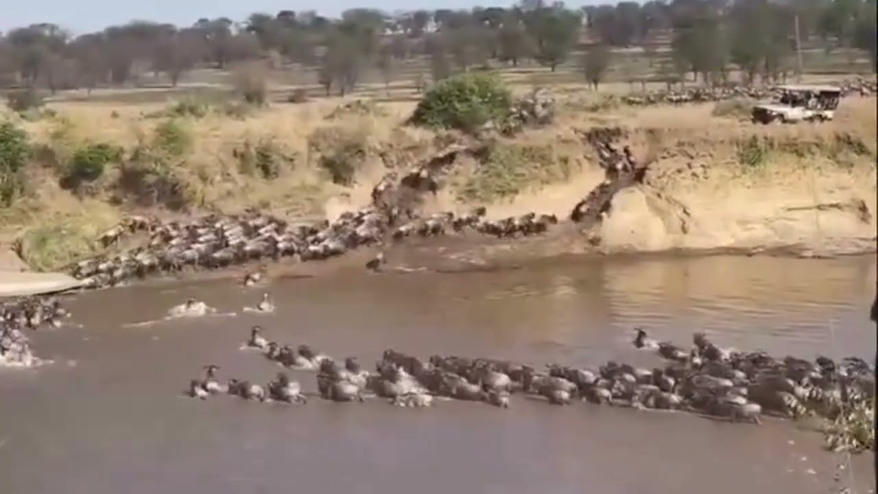 Wildebeest herds crossing at point number 3!