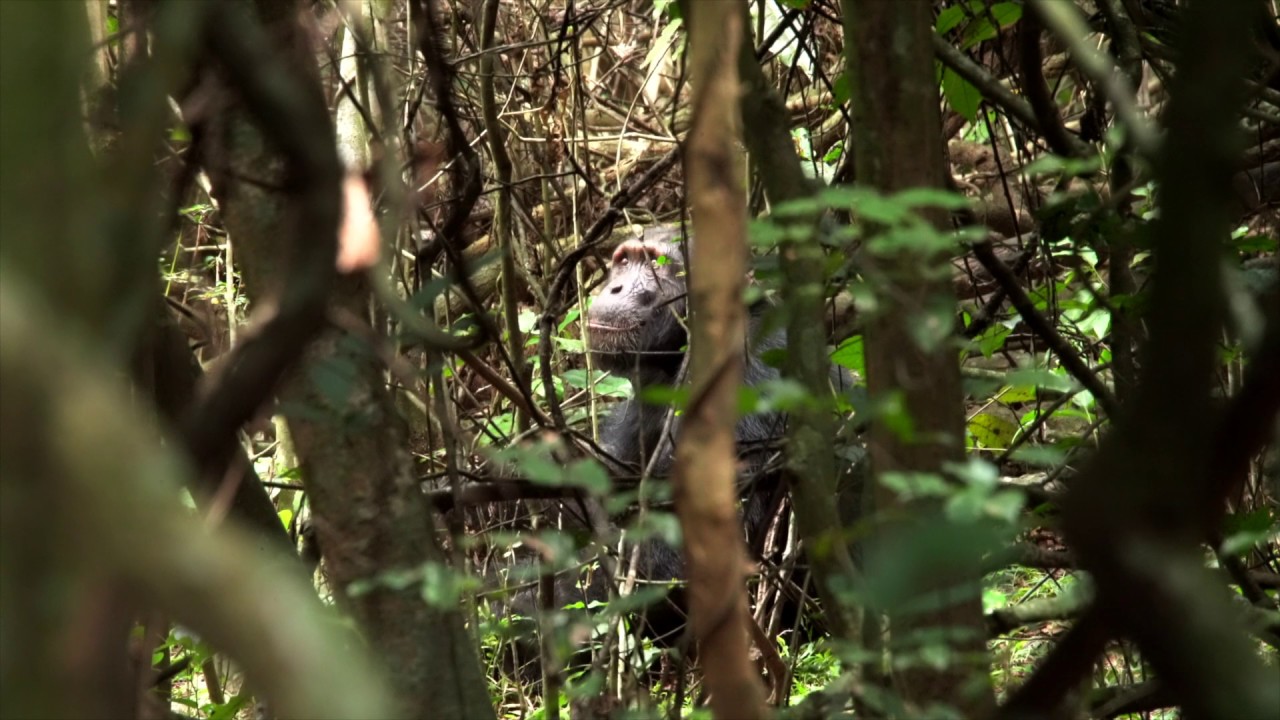 Chimpanzee Trekking - Rubondo Island, Asilia Africa