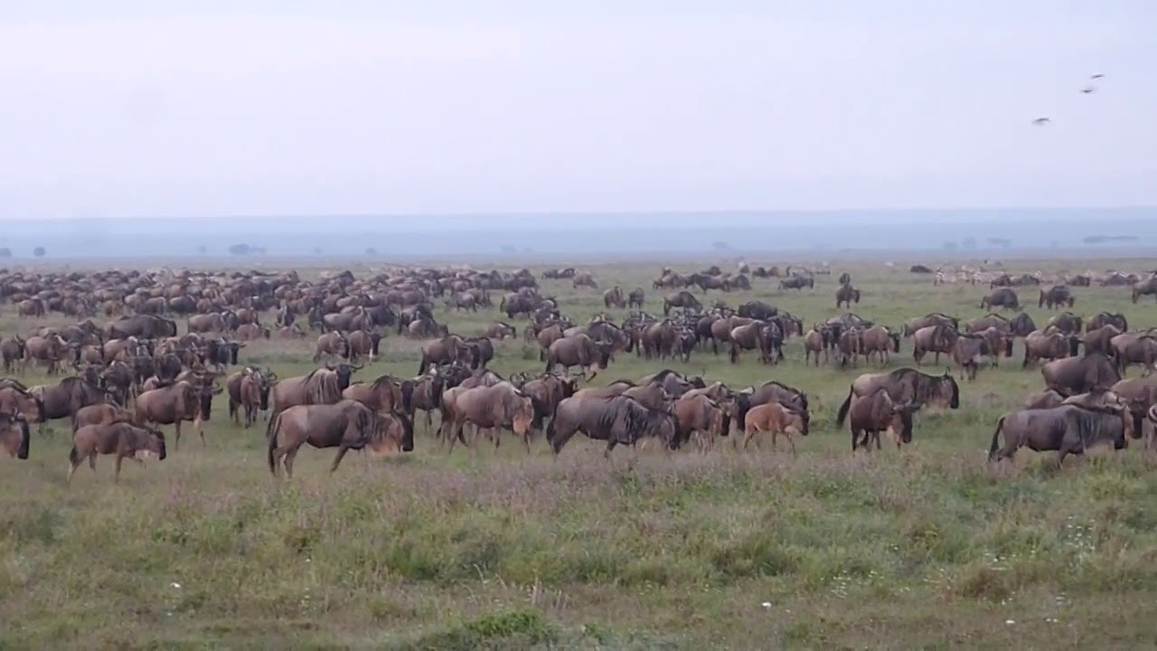 Great Wildebeest Migration in the Grumeti Reserve