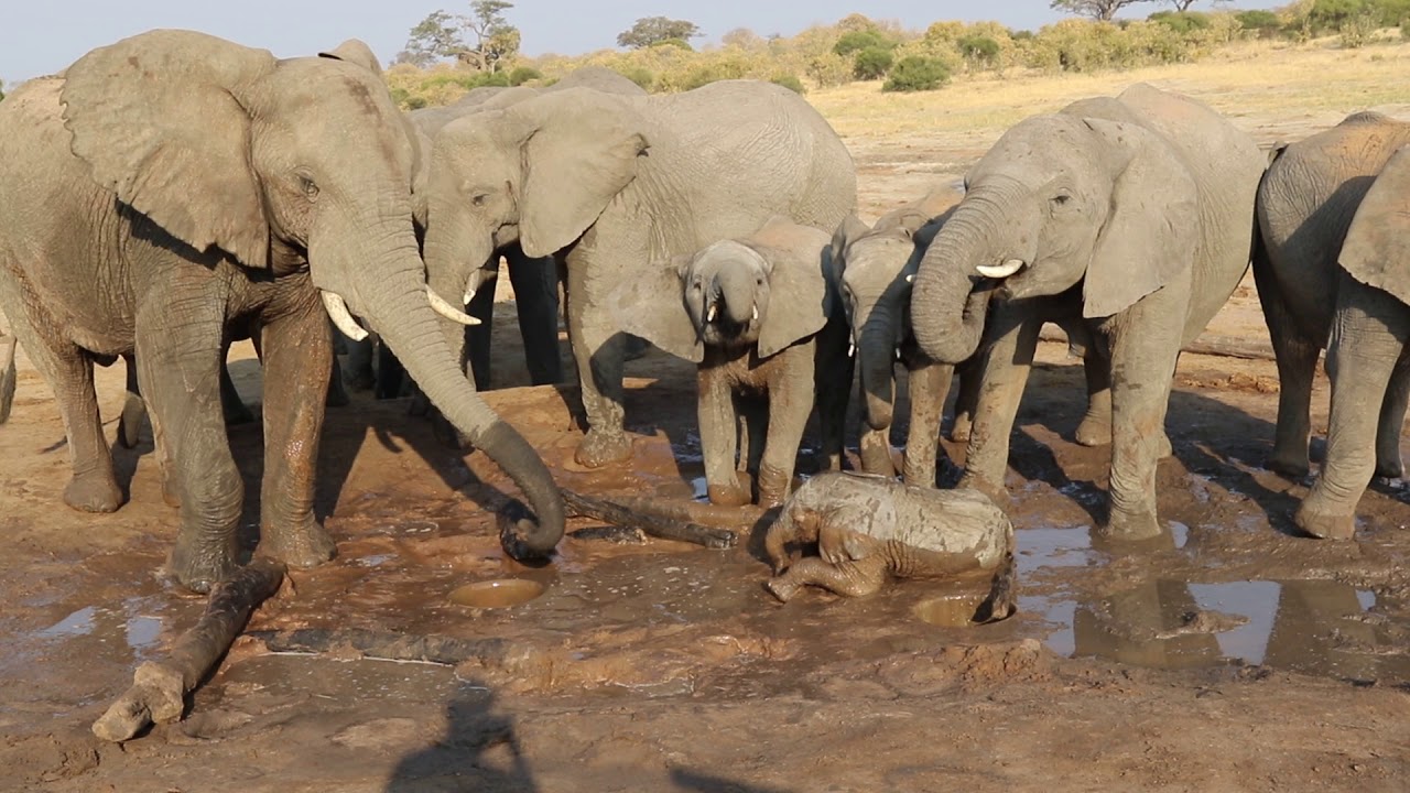 Imvelo Safari Lodges - Jozibanini Camp Look Up Blind