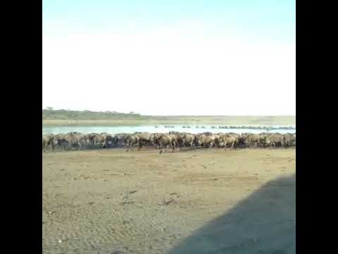 Wildebeest Calving Season on the Ndutu plains