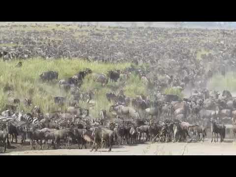 The migratory wildebeest crossing the Seronera River