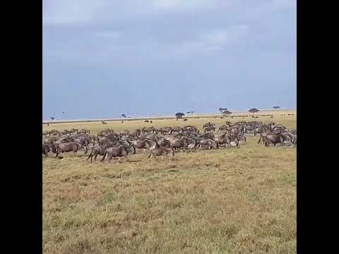 The wildebeest migration in search of water and green grass in the Grumeti Plains