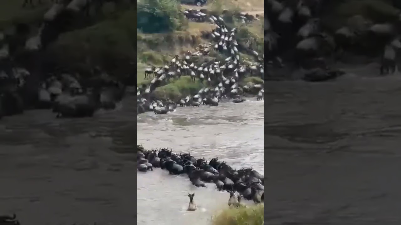 Massive wildebeest crossing at point nr. 4!