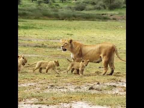 Adorable lion cubs playing in the Serengeti