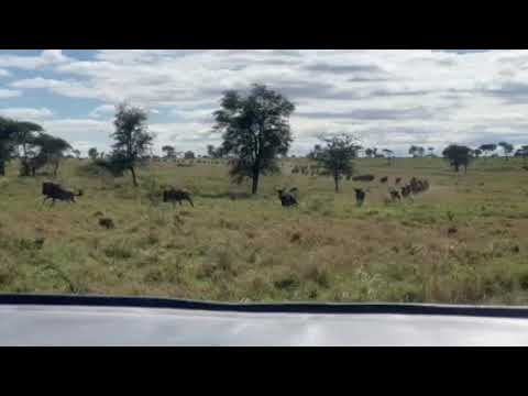 Running herd spotted near the Western Corridor