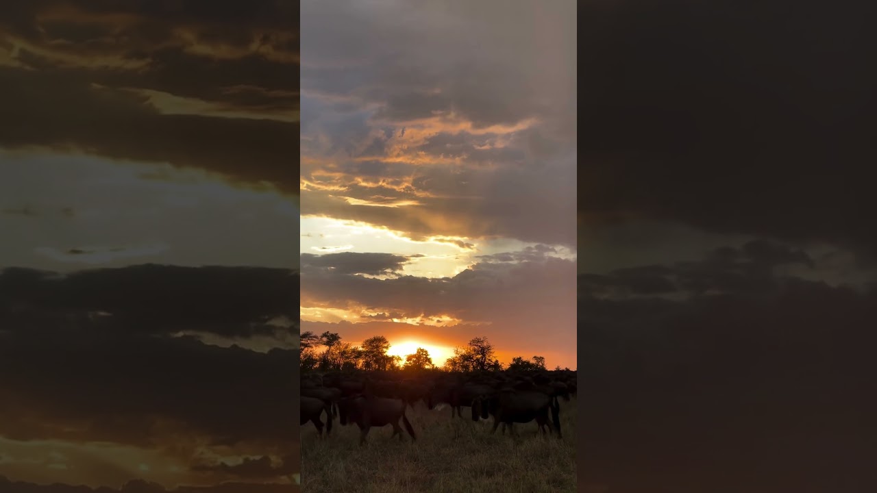 Wildebeest herd spotted moving at sunset