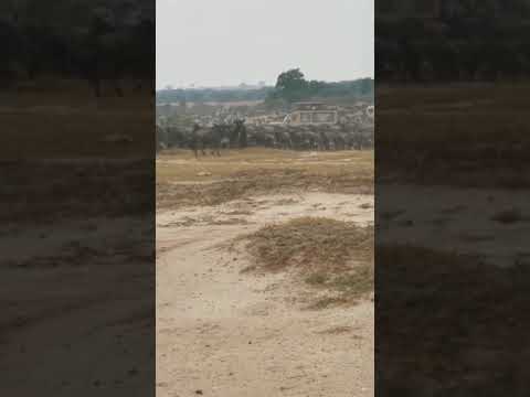 Latest #MigrationUpdate Huge Migration Herds seen by Into Wild Africa !