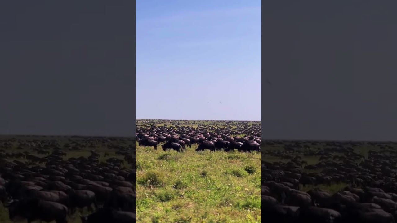 Megaherd spotted in Kusini, Tanzania #wildlife #safari #tanzania