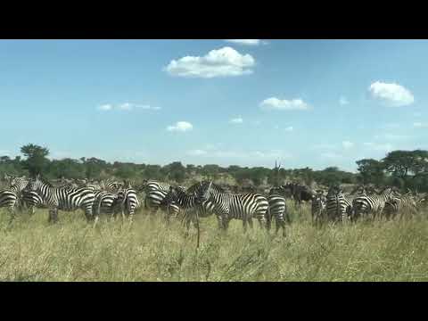 Wildebeest and Zebras spotted in Seronera Plains!