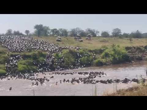 Wildebeest brave the Mara River at Crossing point #4
