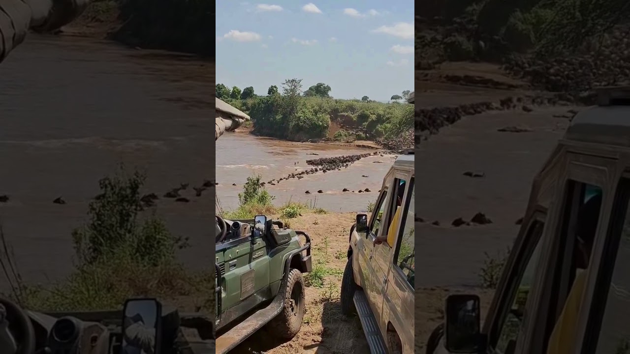 Huge wildebeest herd crossing near Ashnil!